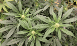 NYC Mayoral Candidates Reveal Whether They’ve Purchased Marijuana From Licensed Shops During Contentious Debate