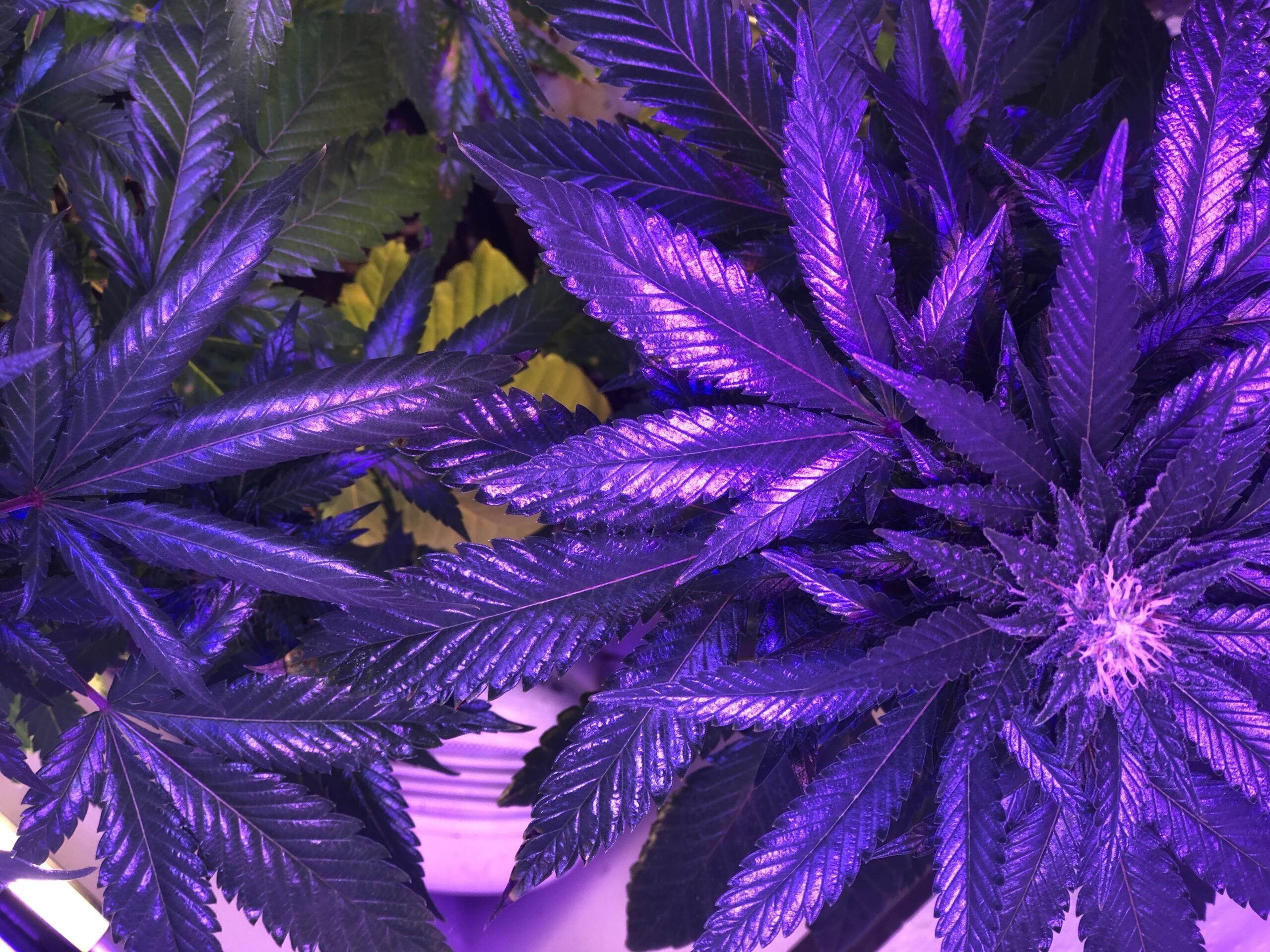 GOP Senator Wants To Let States ‘Opt In’ To Marijuana Legalization And Set A Federal Tax On It, Saying He’s ‘Not An Anti-Cannabis Person’