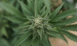 GOP senator pushes federal cannabis “regulatory construct” (Newsletter: October 15, 2025)