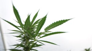 Oklahoma Marijuana Campaign In ‘Home Stretch’ For 2026 Legalization Initiative, With Under Three Weeks To Collect Signatures