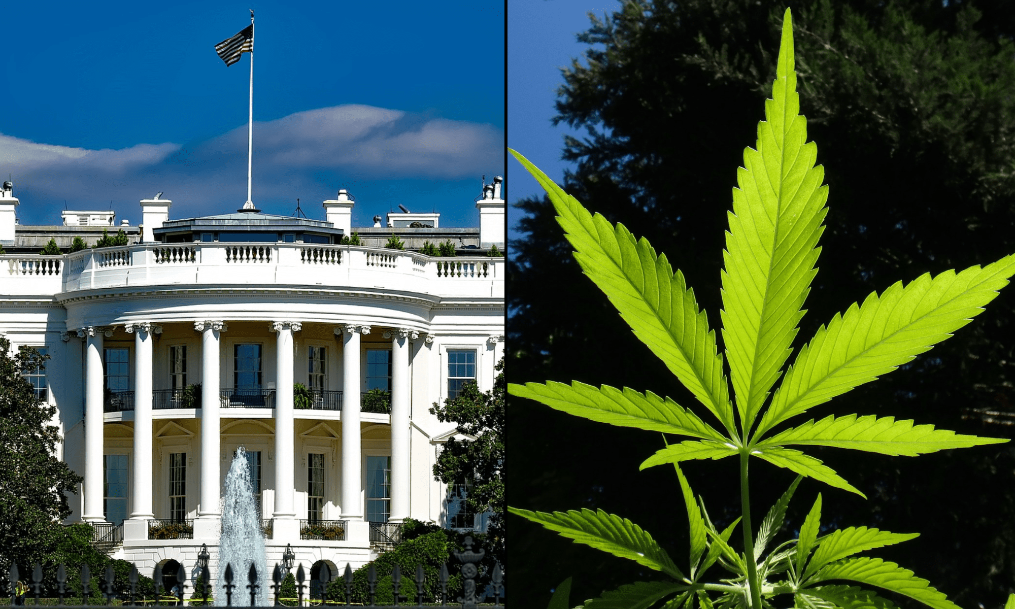 Trump’s Drug Czar Pick Dodges Senators’ Marijuana Questions As Her Nomination Advances